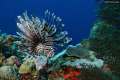   Lion Fish healthy reef Andreas Gunica Puerto Rico.Shot nikon D80 1855mm lens190 sec. f9.5 ISO 100 Rico. Rico 18-55mm 18 55mm 1/90 190 90 sec f95 f9  